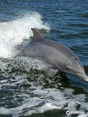 Capt Johnny's Outer Banks Dolphin Tours