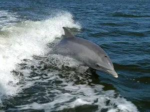 Capt Johnny's Outer Banks Dolphin Tours