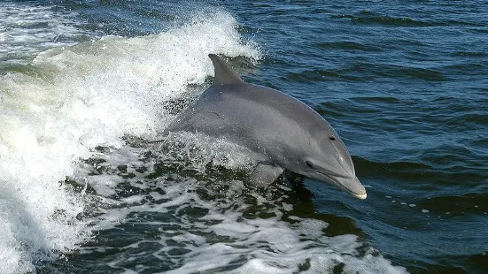 Capt Johnny's Outer Banks Dolphin Tours