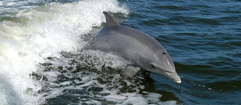 Capt Johnny's Outer Banks Dolphin Tours