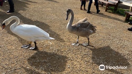 Abbotsbury Swannery