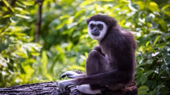 阿西尼博因公園動物園