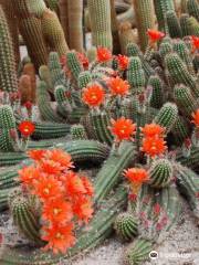 Experience Park Cactus Oasis