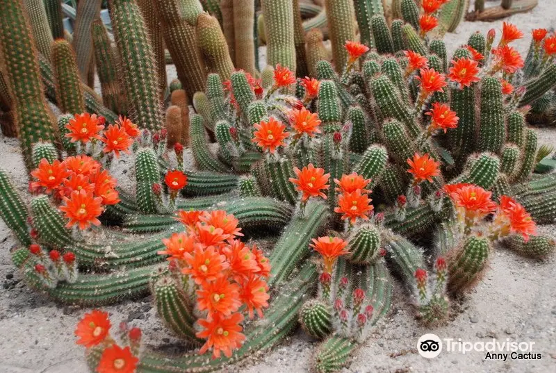 Experience Park Cactus Oasis