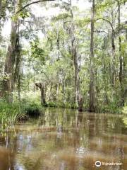 Swamp Tours of Acadiana