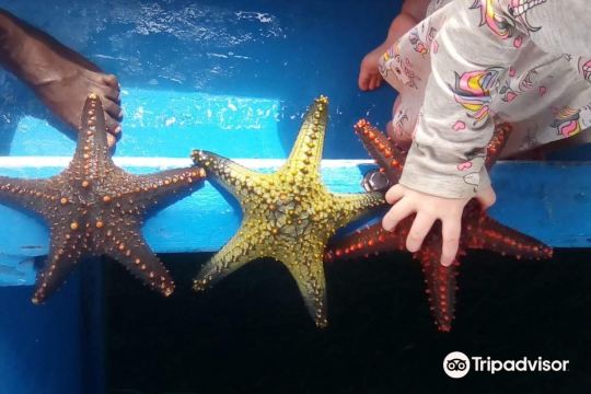 Becker Dolphins, snorkeling and Sea Trips