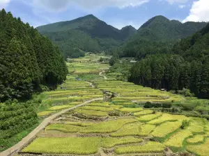 四谷の千枚田