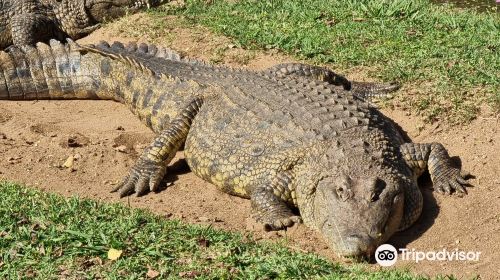 Riverbend Crocodile Farm