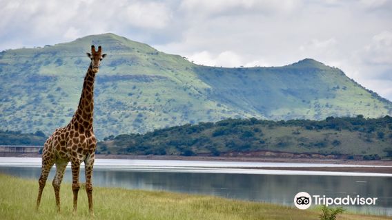 Spioenkop Nature Reserve