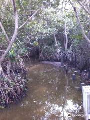 La Cueva del Manglar