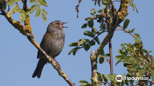 Calidris Birdsafaries