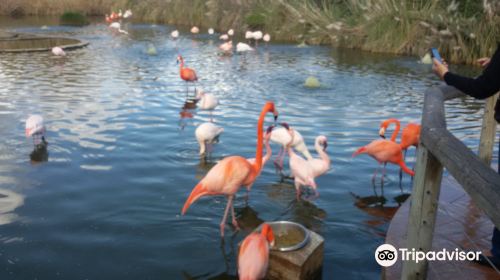 Bird Park Malta