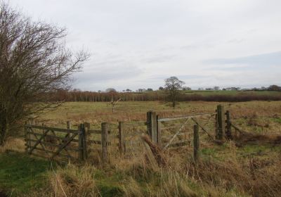 Hedley Hall Woods