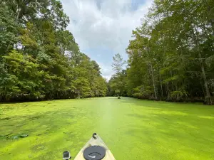 Merchants Millpond State Park