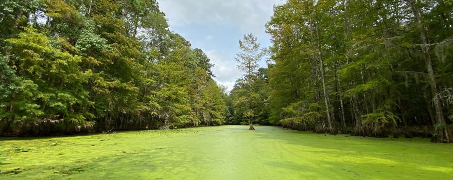 Merchants Millpond State Park