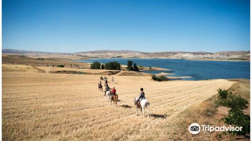 Akhal Teke Horse Riding Center Cappadocia