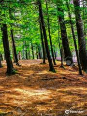 Ludington State Park Beach