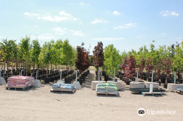 Benjamin Tree Farm