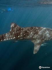 Oceanwise Whale Shark Expeditions