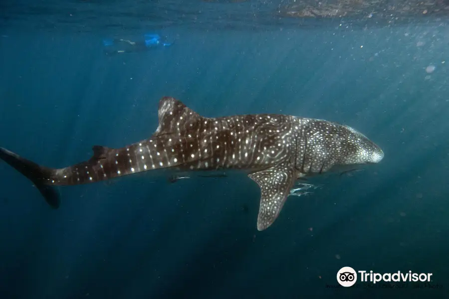 Oceanwise Whale Shark Expeditions