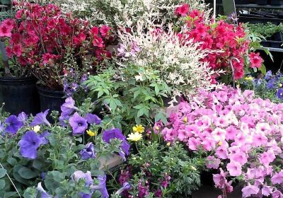 Grandfather Mountain Nursery Garden Center And Landscaping