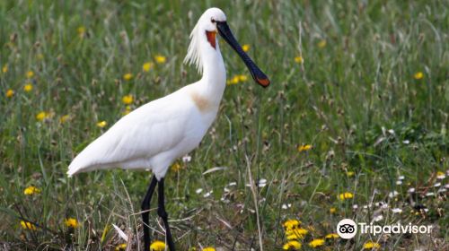 Calidris Birdsafaries