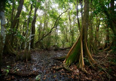 Pterocarpus Forest