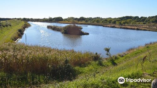 Lymington & Keyhaven Marshes