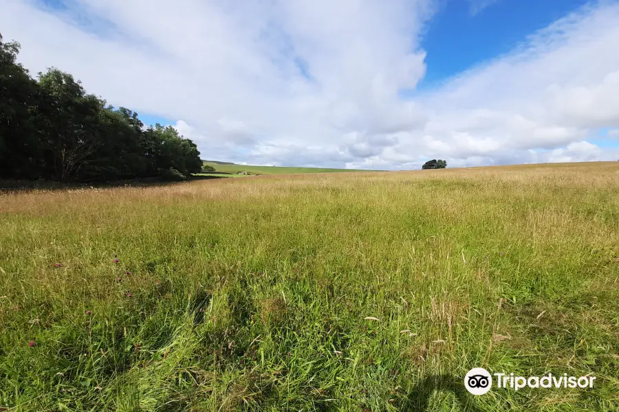 Hannah's Meadows