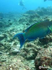 Sea Star Diving Center Thulusdhoo