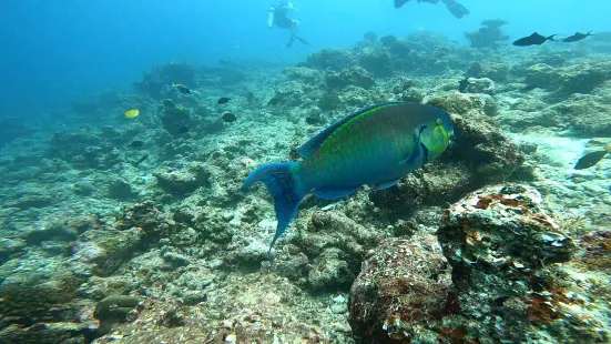 Sea Star Diving Center Thulusdhoo