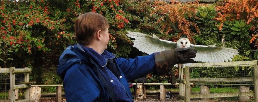 Hawksflight Falconry