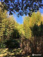 Parque de los bambúes