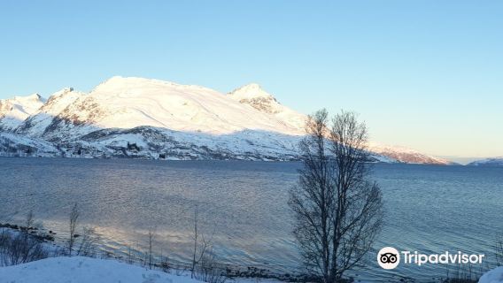 Tromsø: tour fotografico dell'aurora boreale per piccoli gruppi (4-6 ore)
