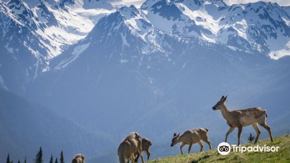 Hurricane Ridge