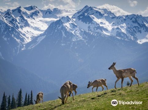 Hurricane Ridge
