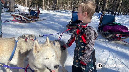 Winterdance Dogsled Tours