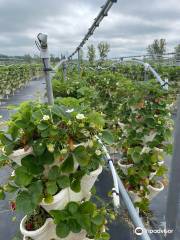 Strawberry Fields Hydroponic Farm