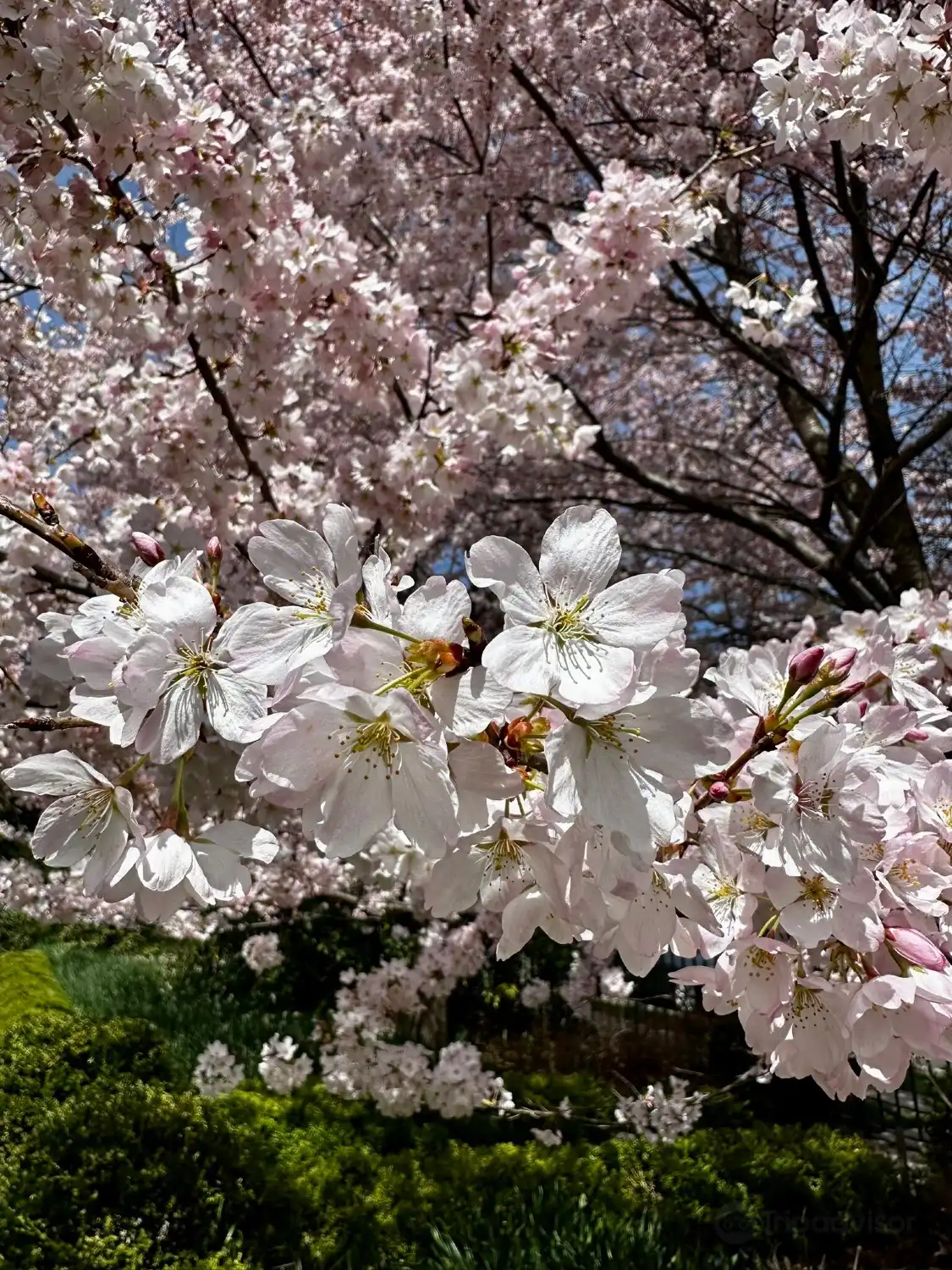 Hotels near Van Vleck House & Gardens