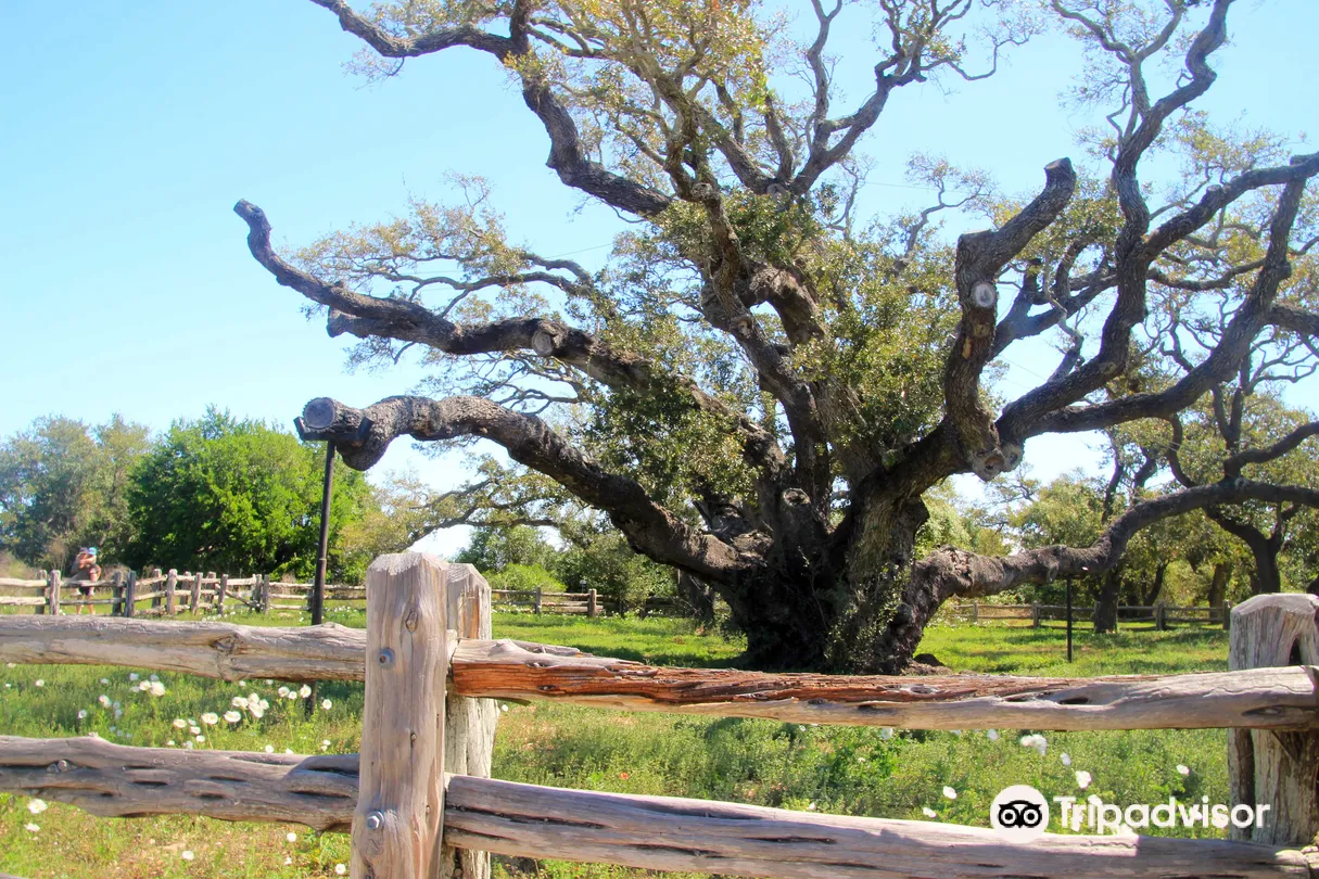 3_The Big Tree