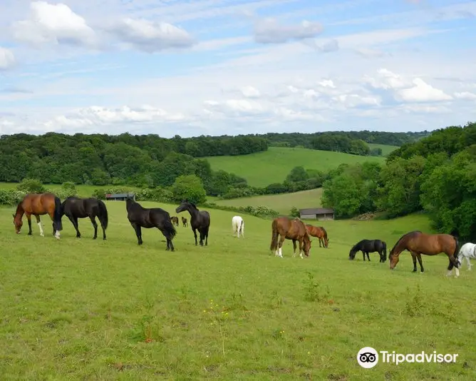 The Horse Trust