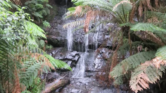 Cyathea Falls