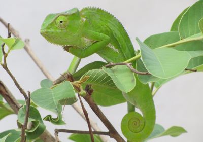 The Gambian Reptiles Farm