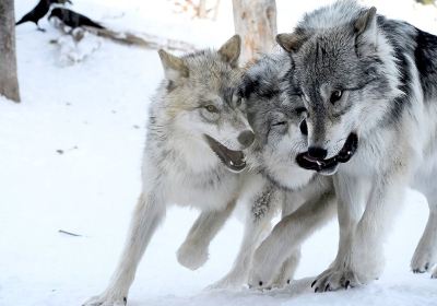 グリズリー & ウルフ・ディスカバリー・センター