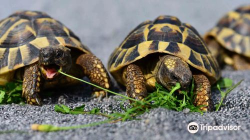 Terrariet - Reptile Zoo