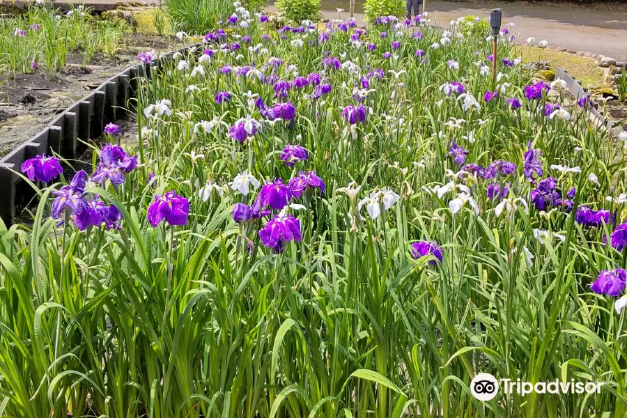 Utatsuyama Park Japanese Iris Garden