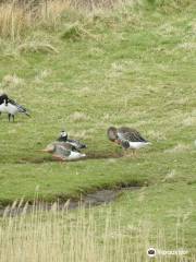 Wexford Wildfowl Reserve