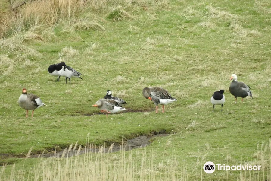 Wexford Wildfowl Reserve