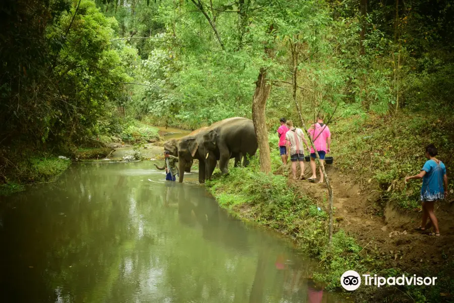 Elephants At Home