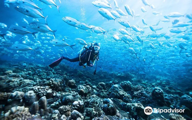 Scuba Libre Diving